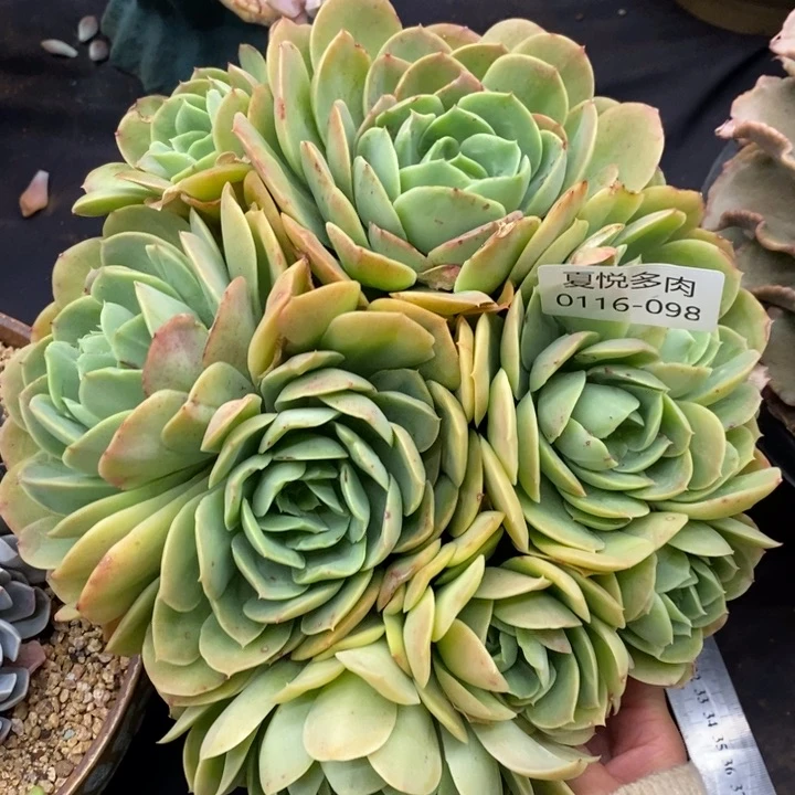 夏悦多肉0116-98桃花坞