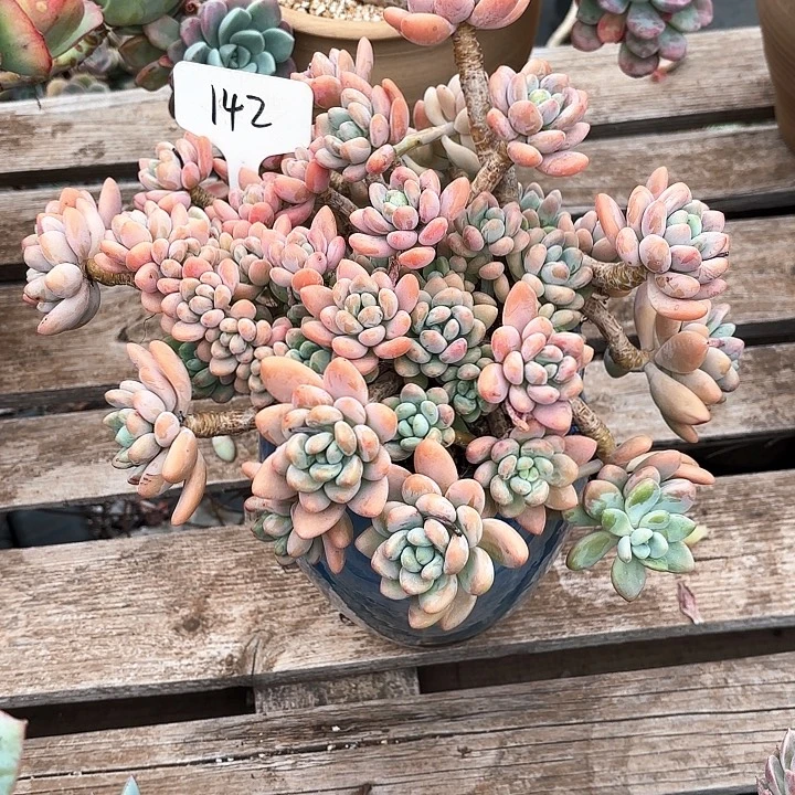 多肉植物，落神142号
