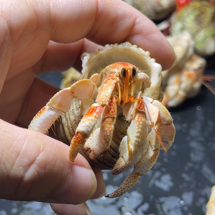 闪1号毛球2.3口径