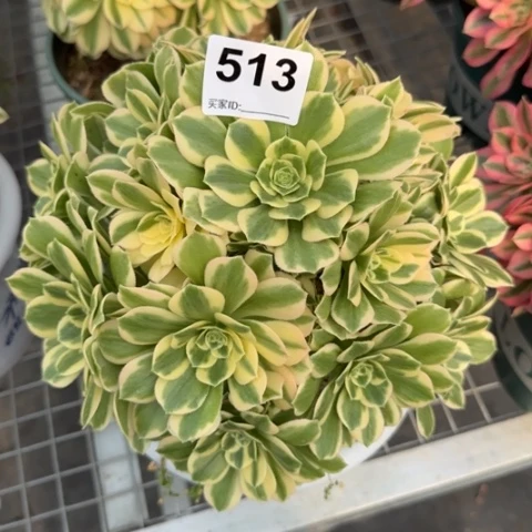 513碧玉20厘米左右