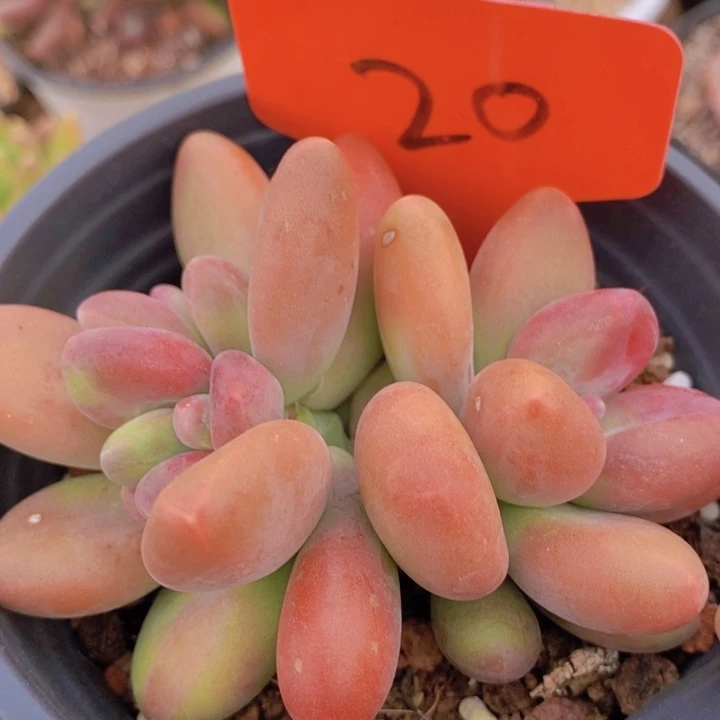 这么多都要我帮着