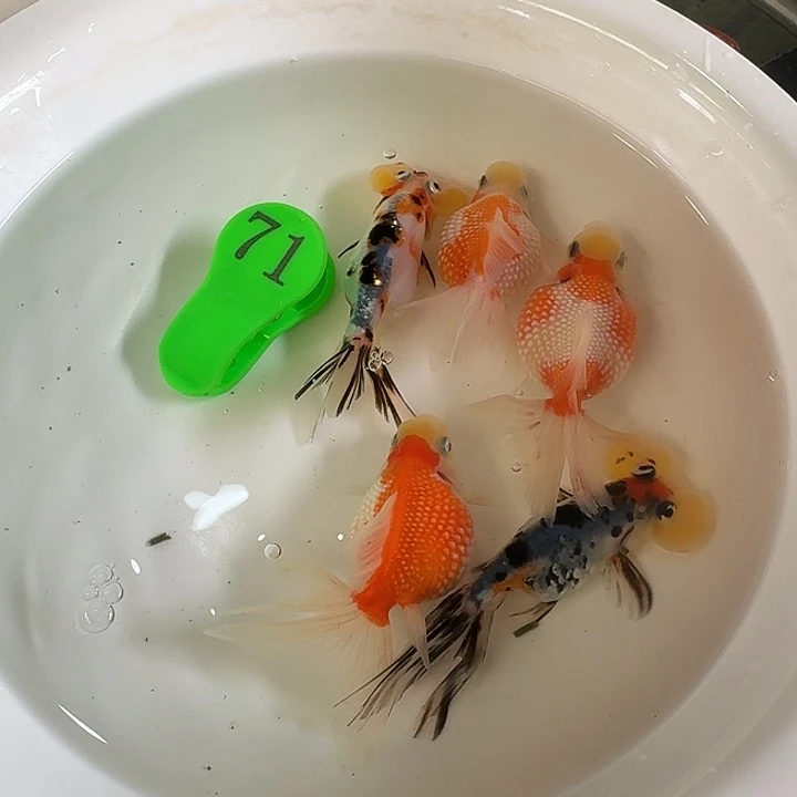 金鱼金鱼金鱼金鱼金鱼