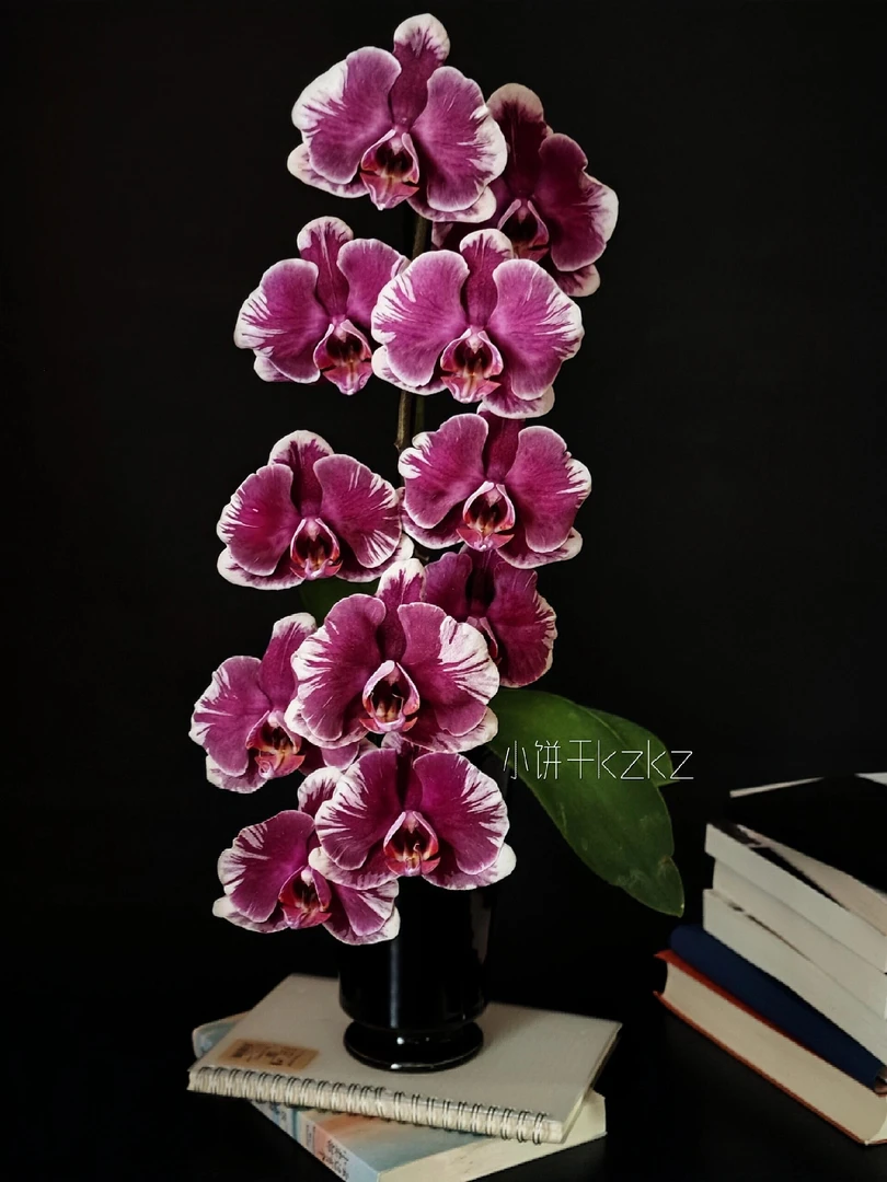 （夏日炎炎）蝴蝶兰3.0瑕疵半成熟苗有返祖无售后介意勿拍