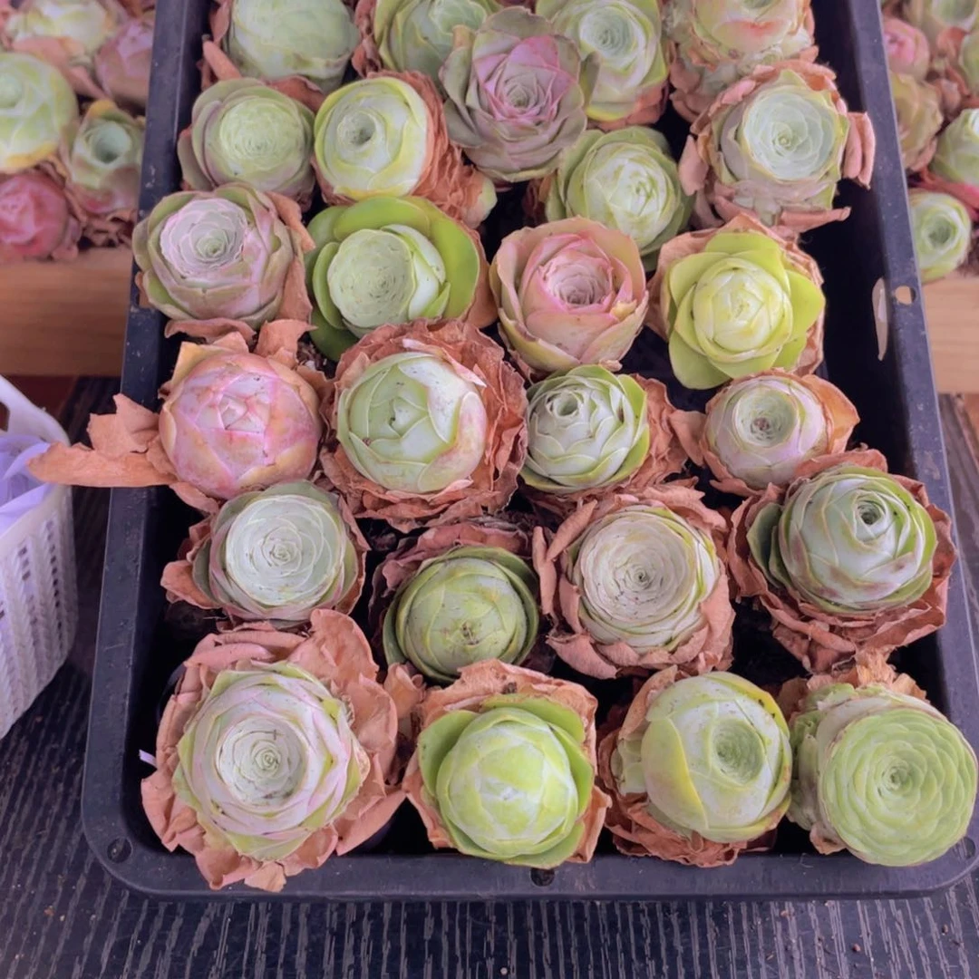 保底三十颗量拍➕花篮88888