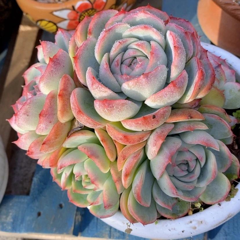 【闪购商品】3****姍多肉植物