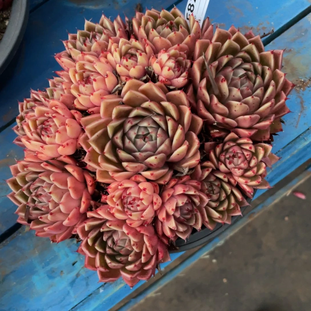 无花朵若如东云组拍E825