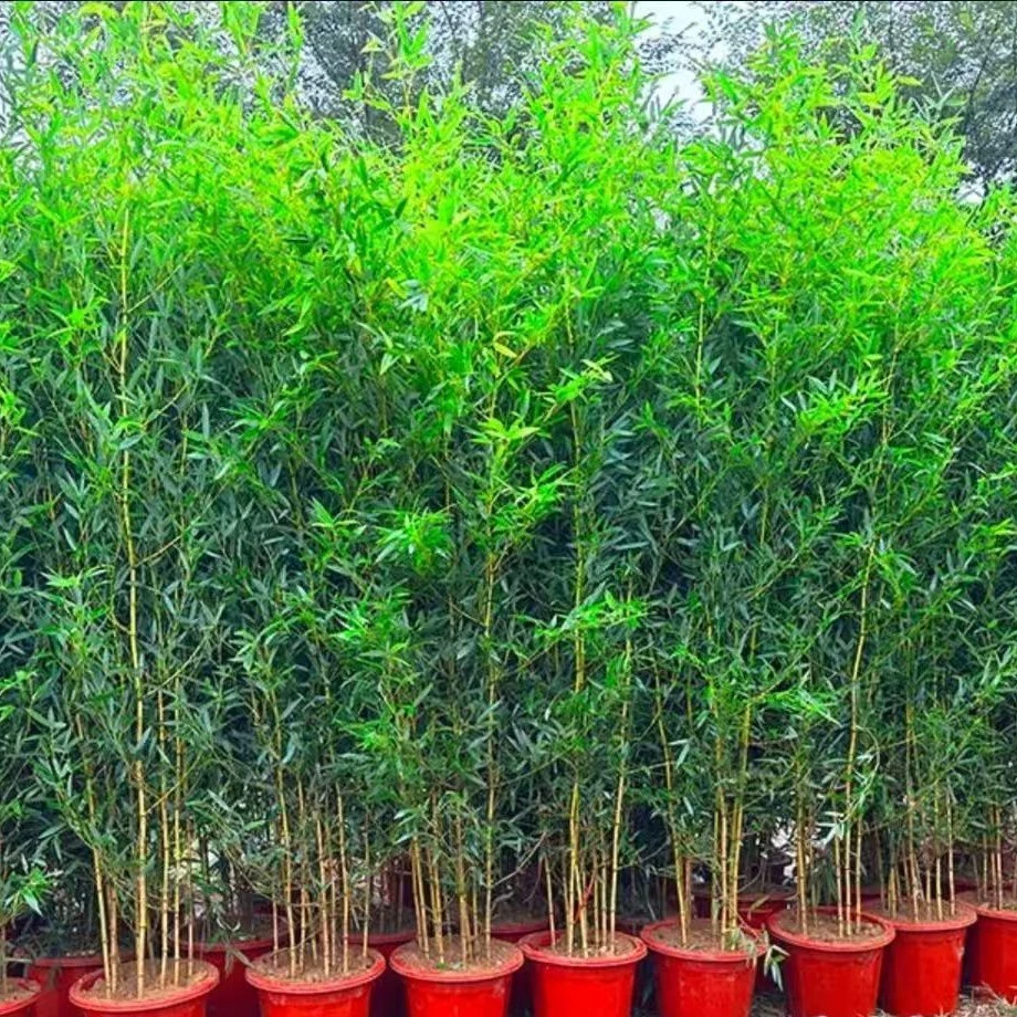 黄金碧玉竹盆栽竹苗耐寒耐热竹子苗名贵景观客厅阳台盆栽庭院