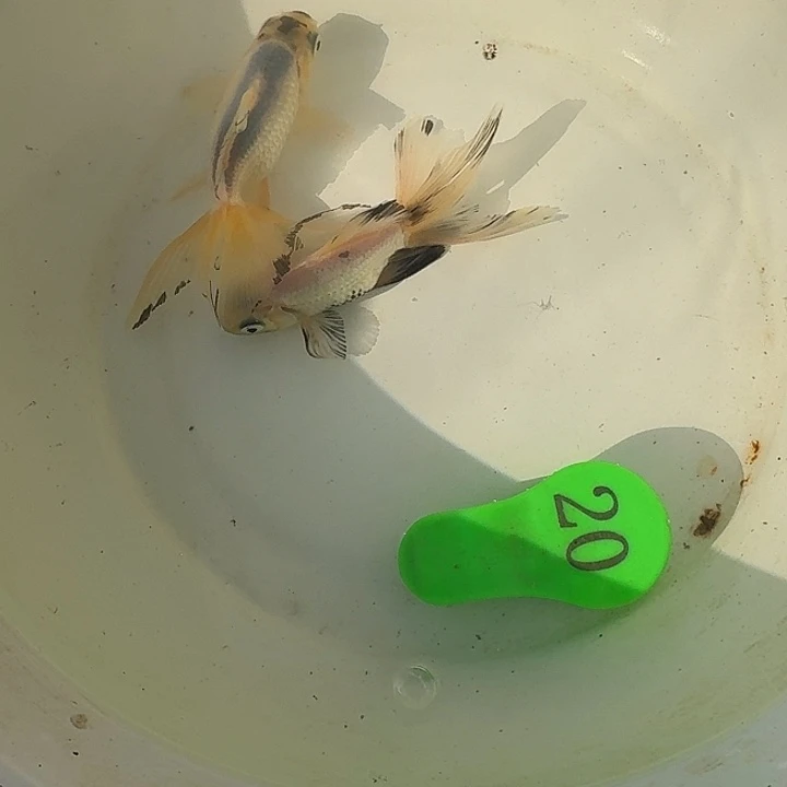 海水鱼金鱼包邮包活到家