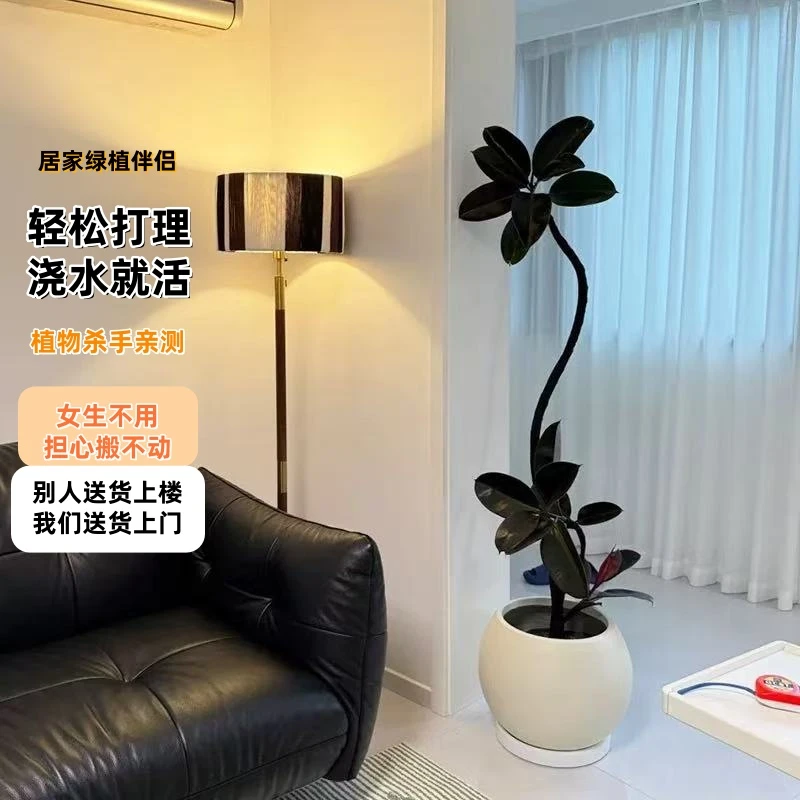 网红黑金刚橡皮树盆栽客厅办公室内高级感绿植四季好养好看绿植物