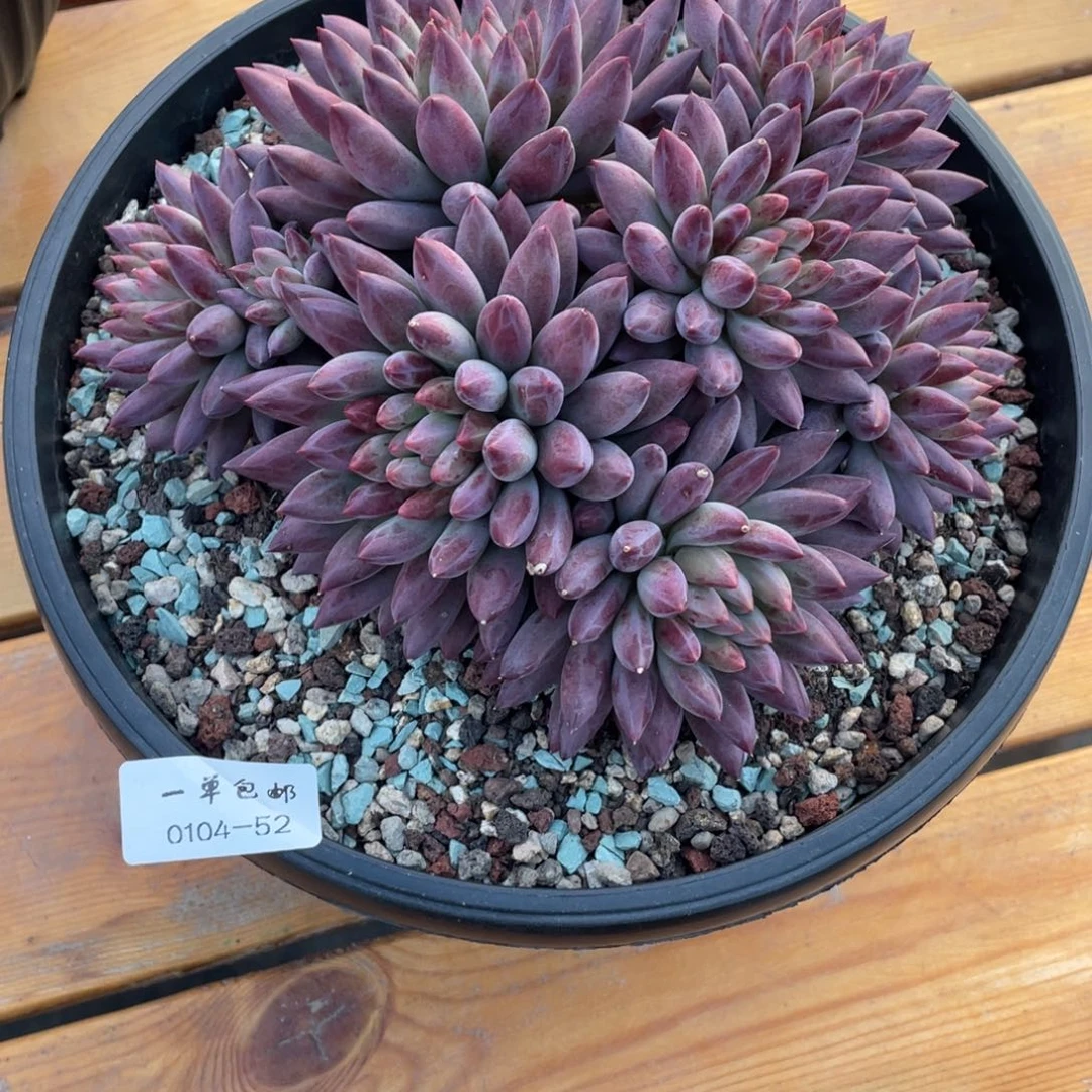 木***子0104-52如烟。。，。。。。。