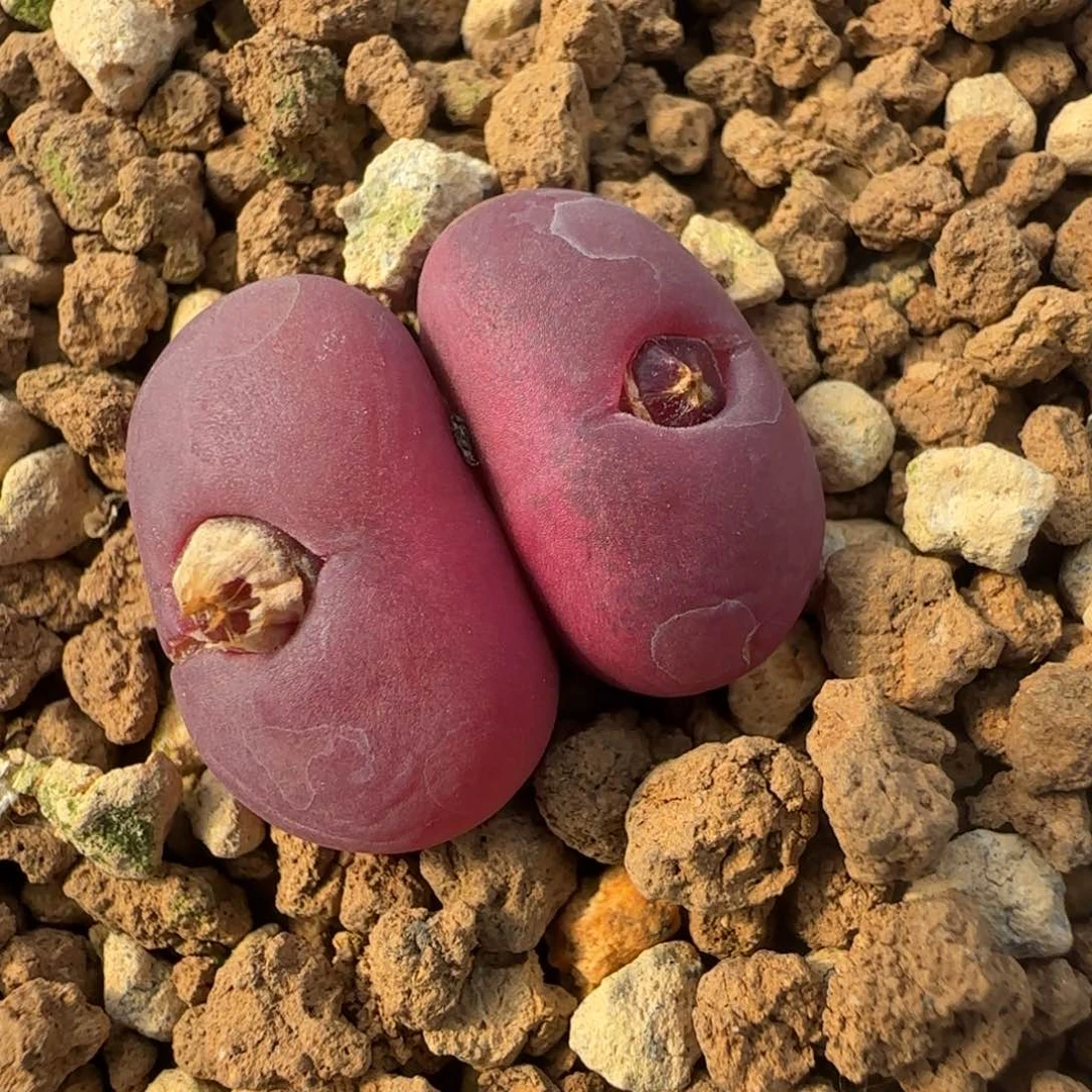 1.28多肉新年大福64号