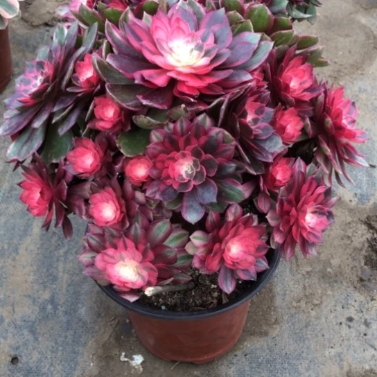 ****霆无花朵黑魔镜法师多肉植物190号