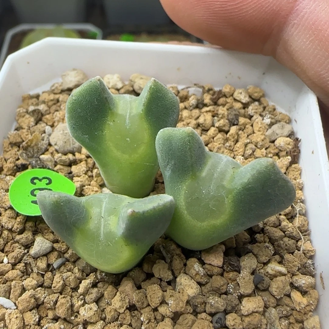 短耳朵大眼睛空蝉群多肉493