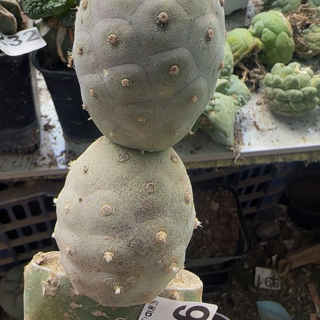 无刺毛毛习901仙人球