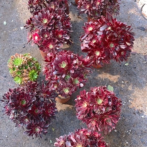 逆*者721法师10棵多肉植物
