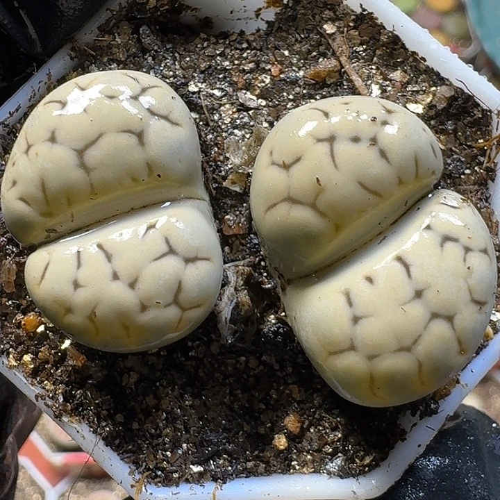 生石花23:：：：。  76号