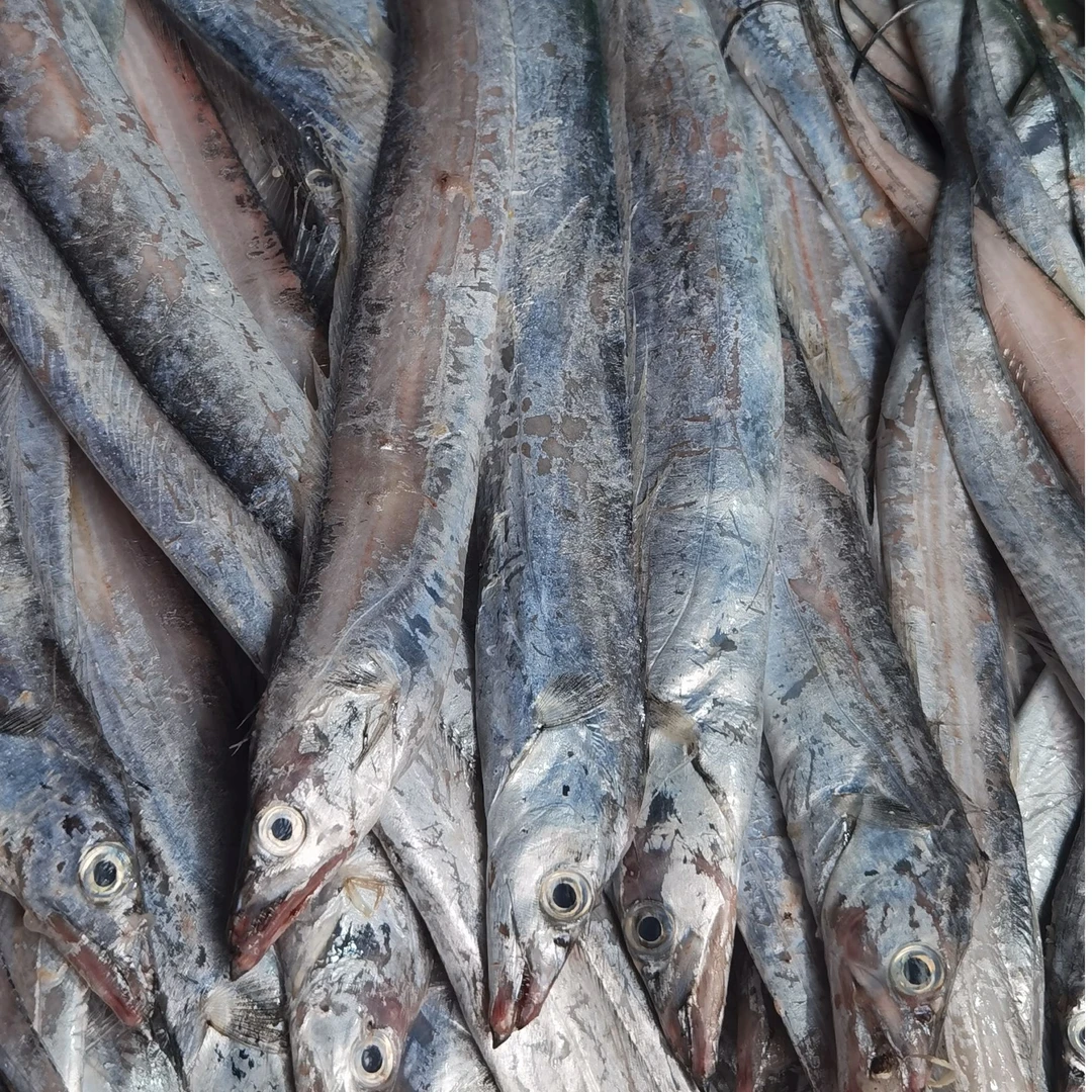 大连当地野生渤海湾刀鱼带鱼4斤装（小号）有破肚掉鳞介意勿拍 包邮