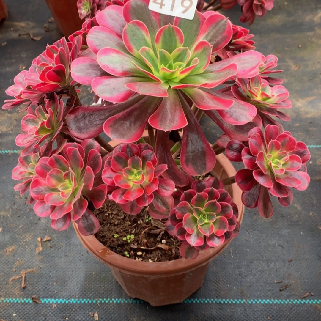 【闪购商品】419美杜莎