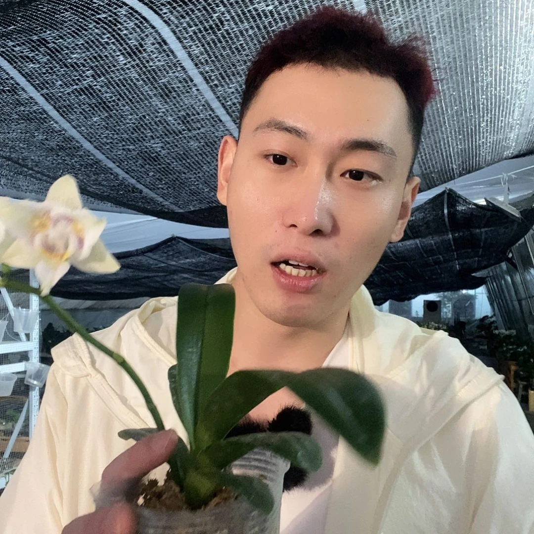 无花朵213蝴蝶兰处理