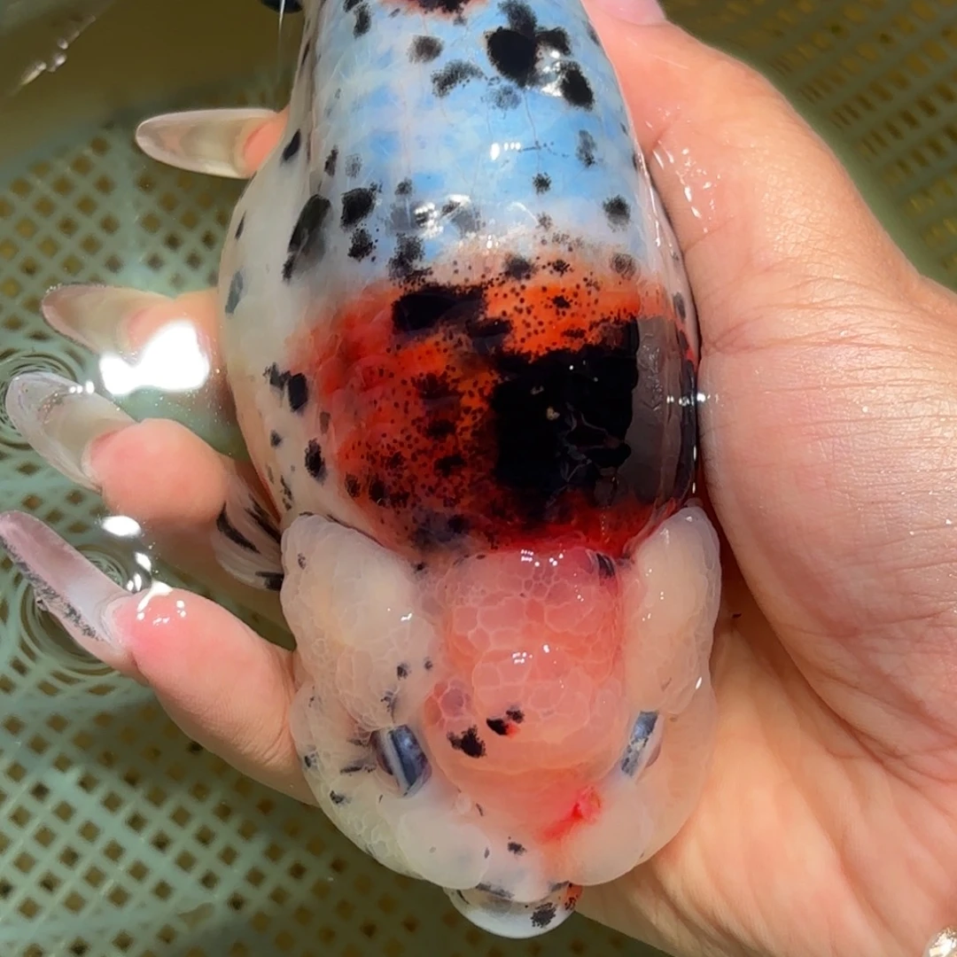 刘****金鱼拍包装包邮，不拍包装运费到付