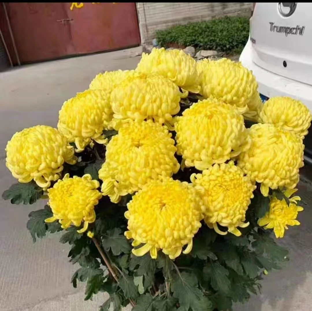九月菊大花盆栽带花苞四季开花好养耐寒室外花卉植物黄绣球菊花苗