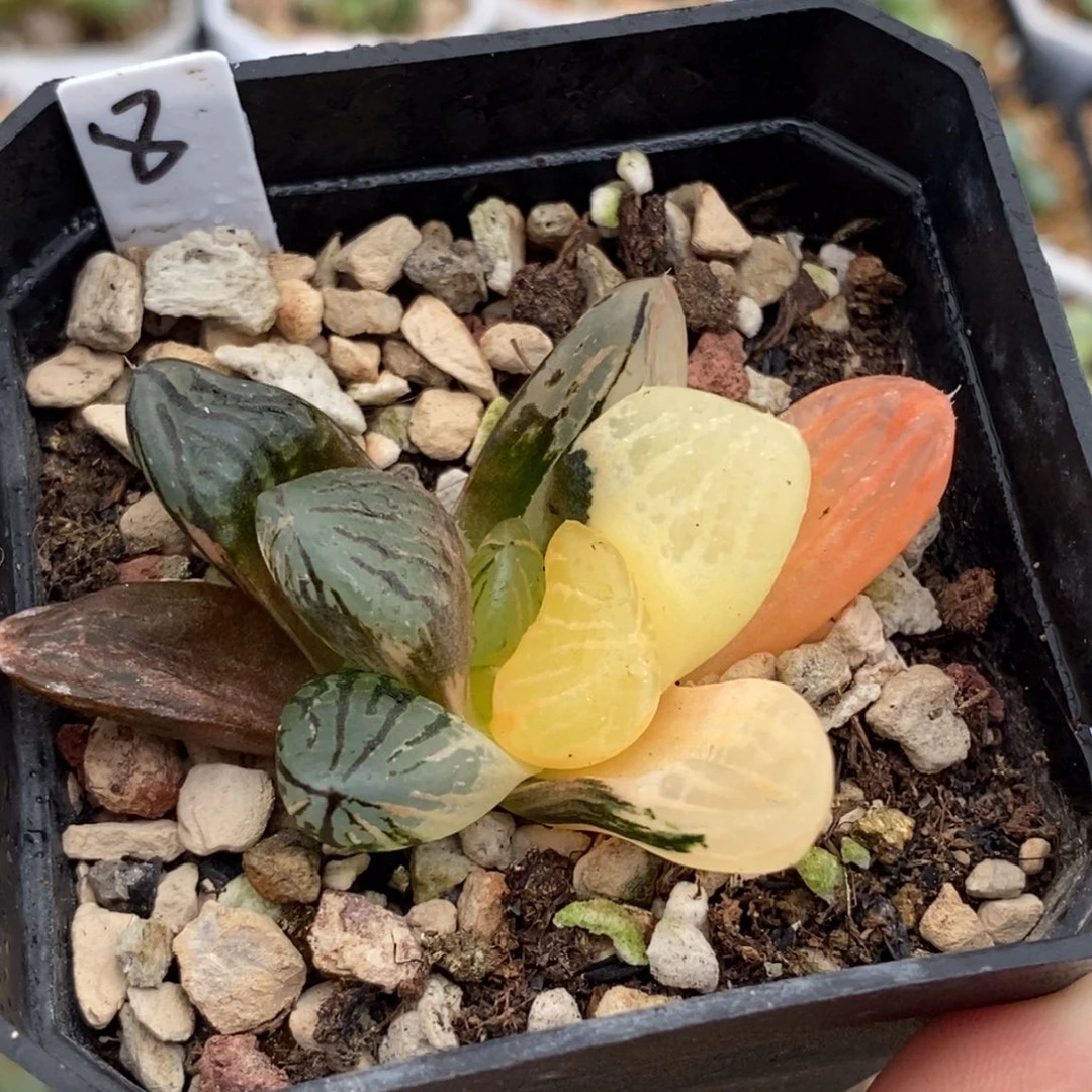 8玉潭寿多肉植物组合盆栽