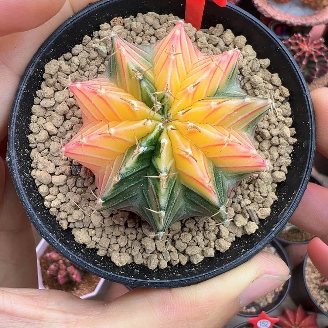 161-肋骨锦带盆土发货4.9厘米