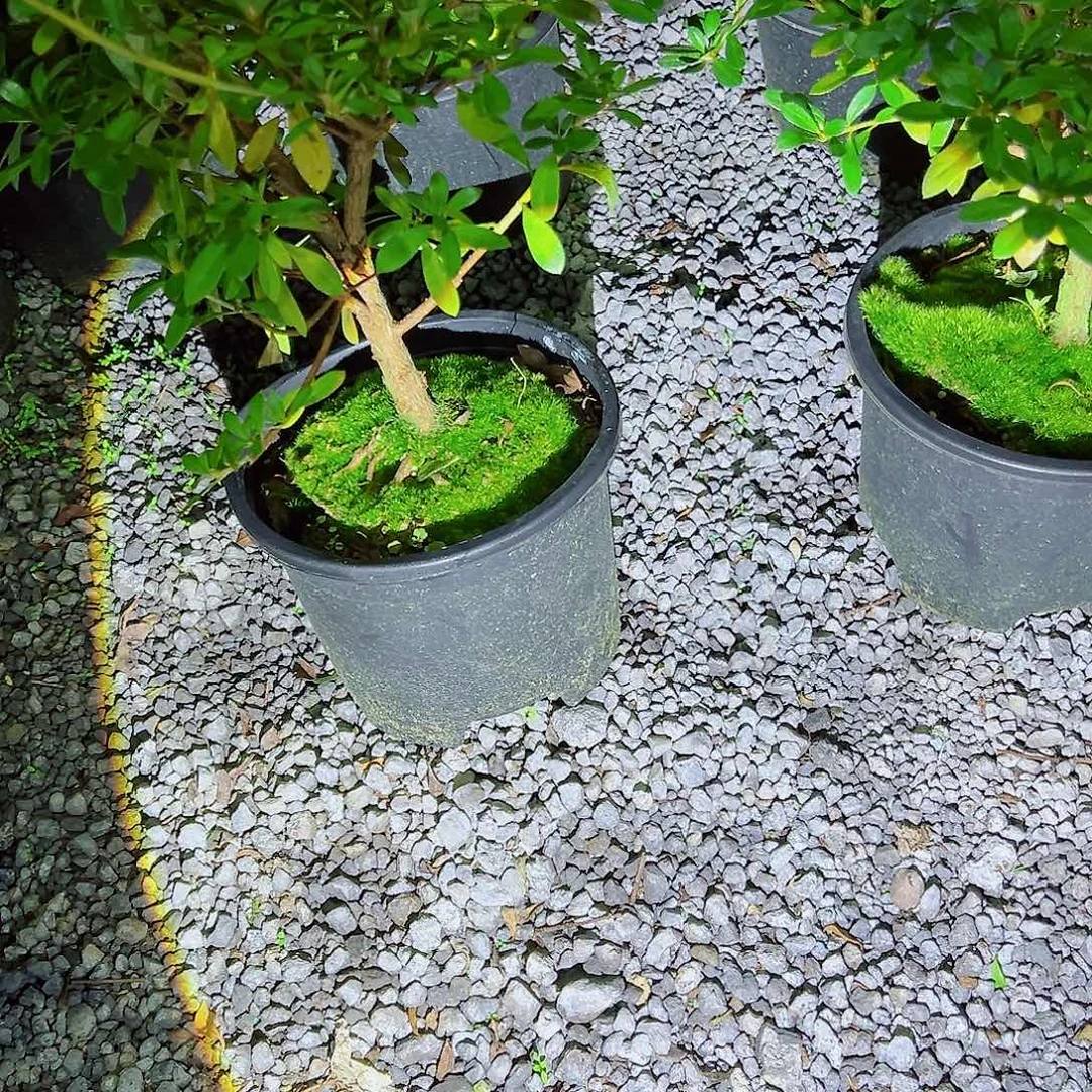 无花朵盆景赤玉土3本3到6