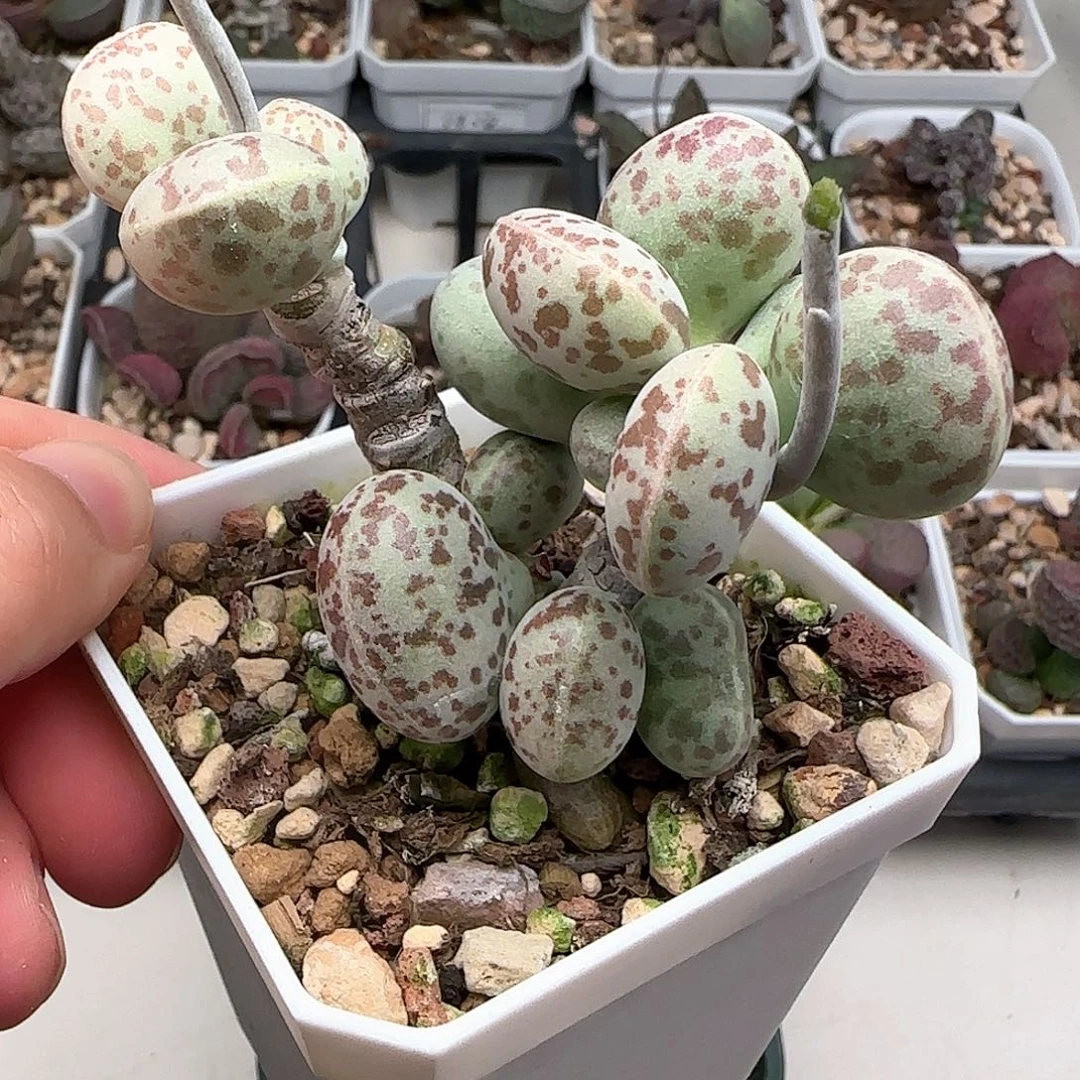花蛋水泡多肉植物