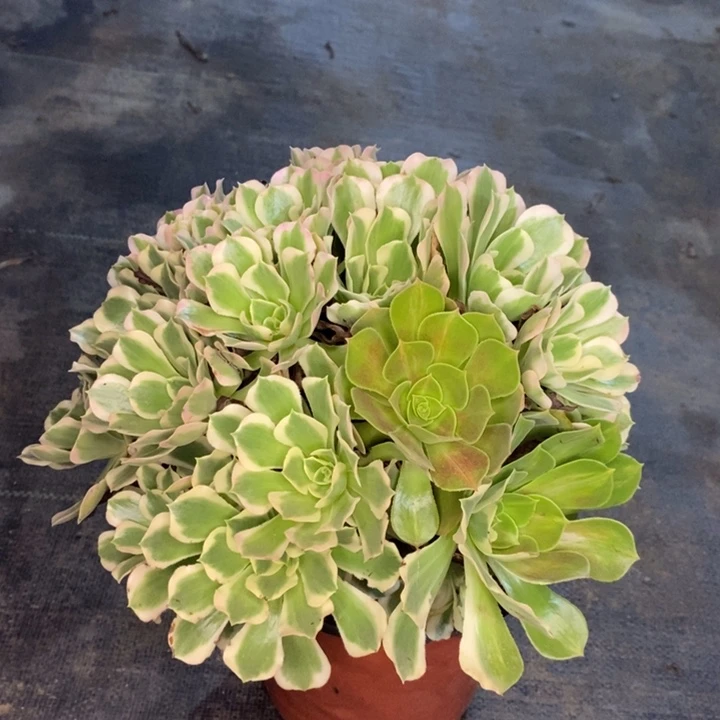 白凤多肉植物031