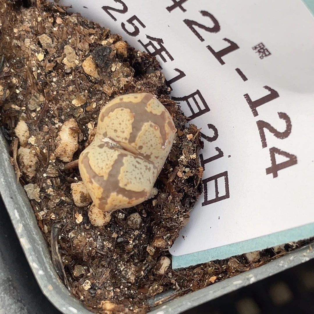 21-124超碟多肉植物