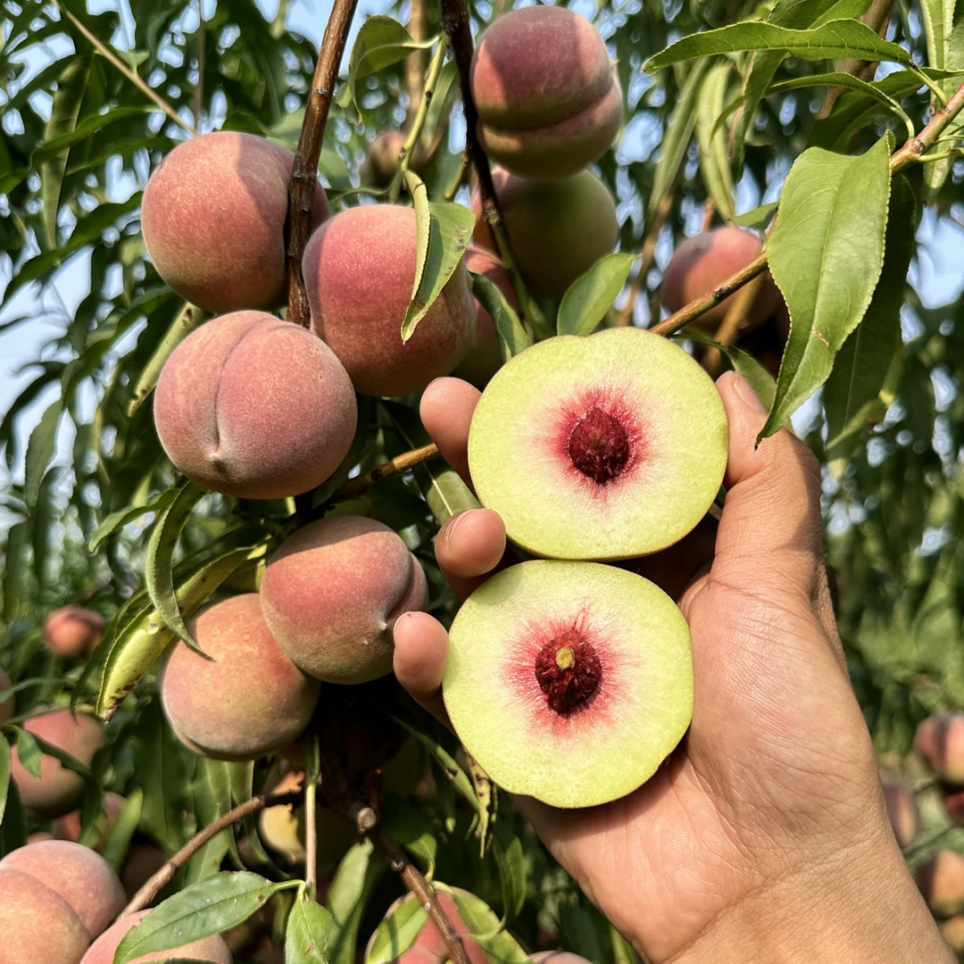 山东青州蜜小冬桃3/5斤 应季水果 新鲜采摘