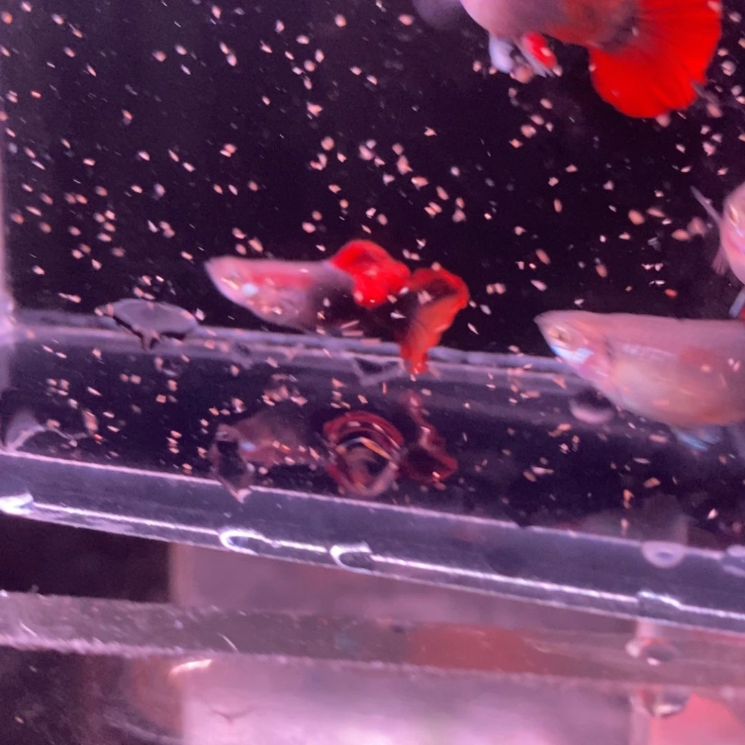 孔雀鱼菊花帆压成两对