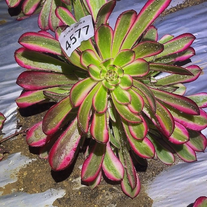 4577白月光多肉植物