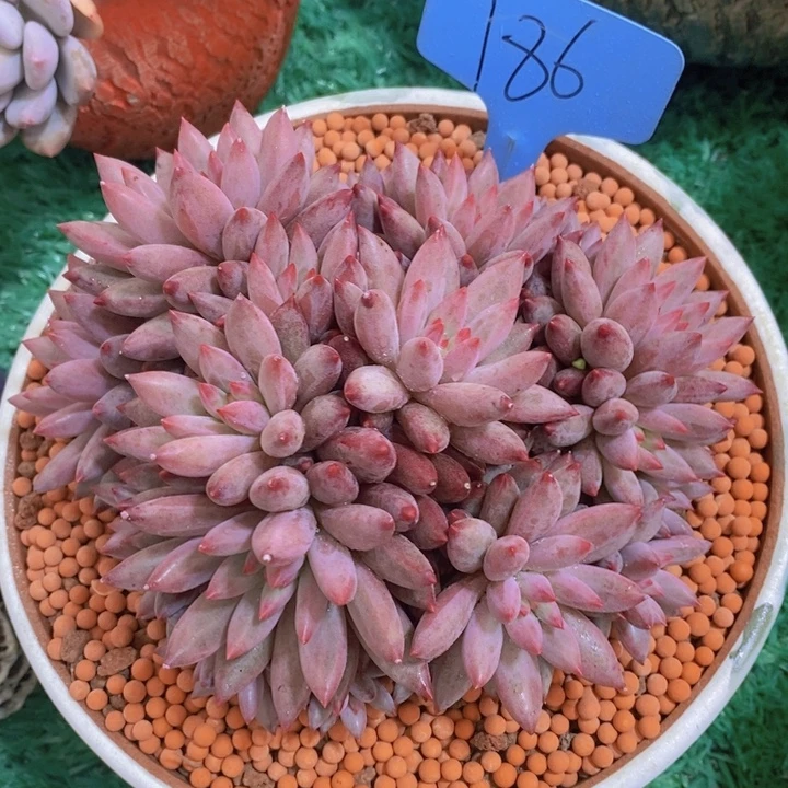 你也不要多吃一两子东西