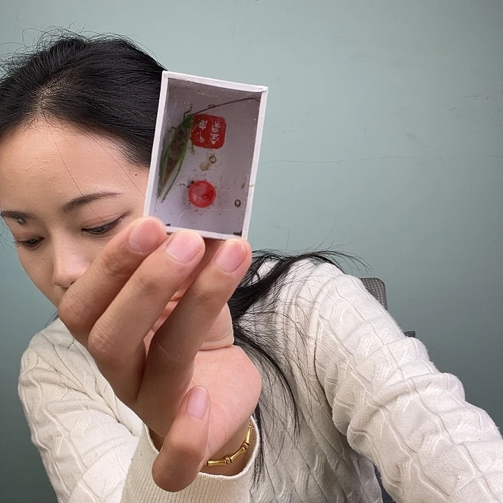 霍氏片蟋一条包邮