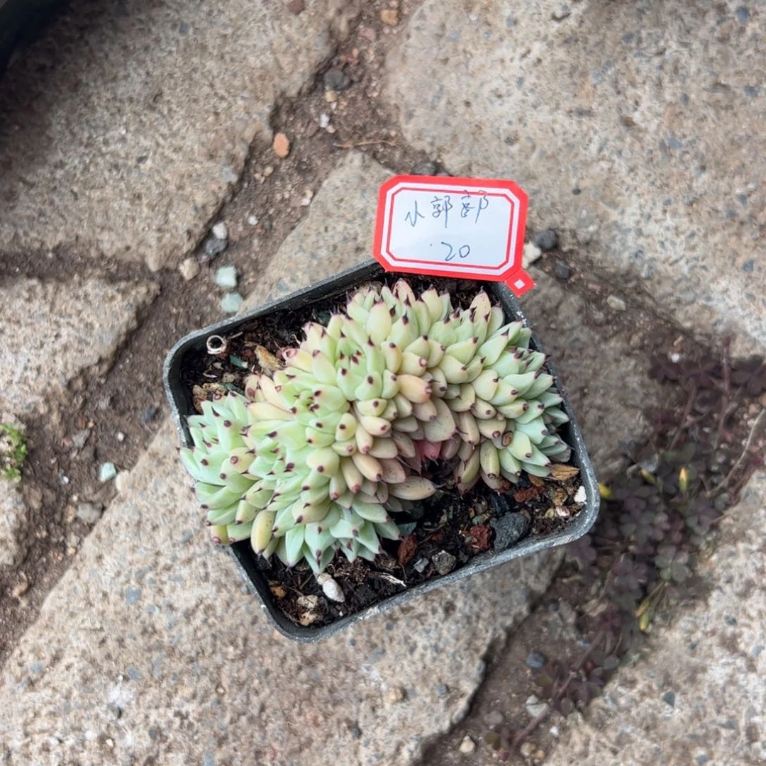 多肉植物多肉植物