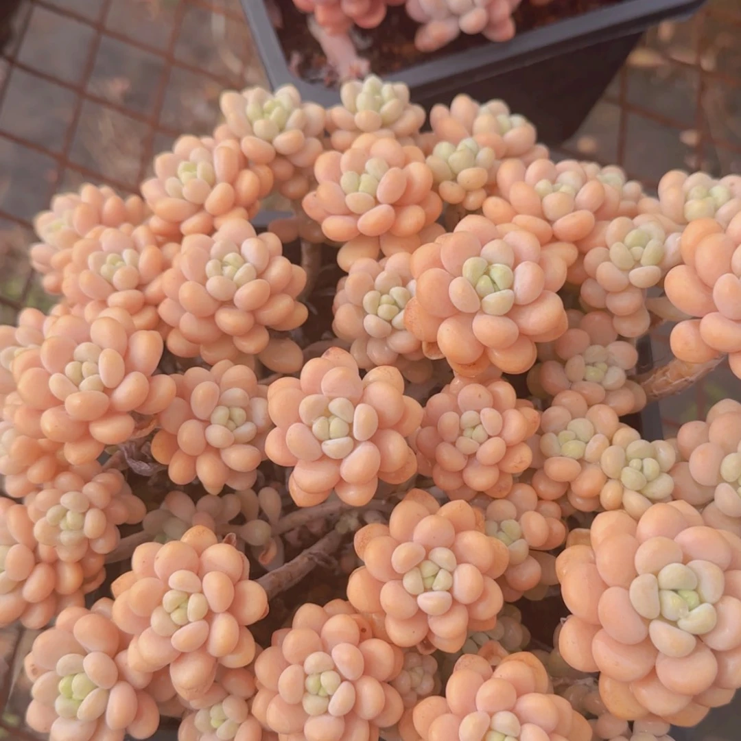 【闪购商品】大群洛可可