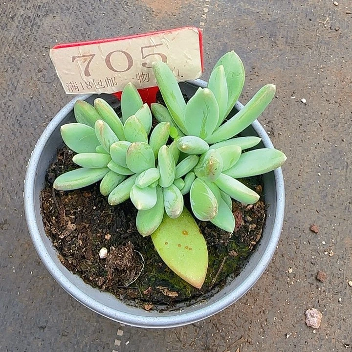 海洋之心705多肉植物