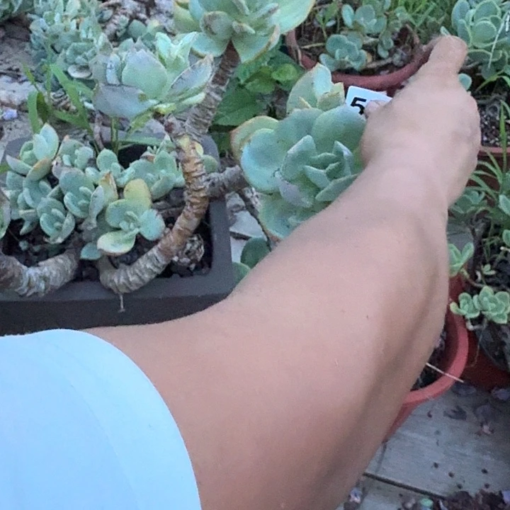 深***蓝575白凤一个一物一拍