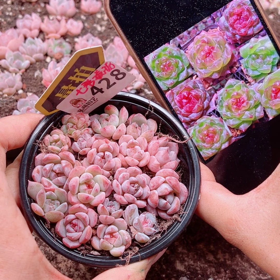 多肉植物多肉植物
