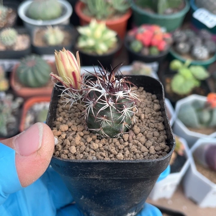 630实生达氏青花玉