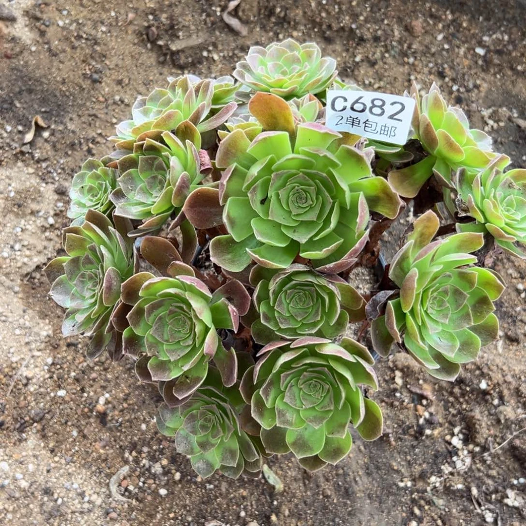 682多肉   赤焰连 不周正福利