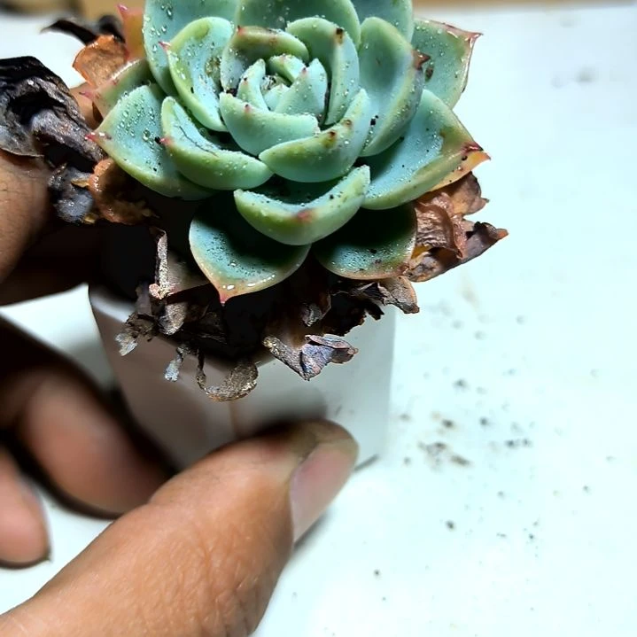 满6元包邮，三色堇三颗