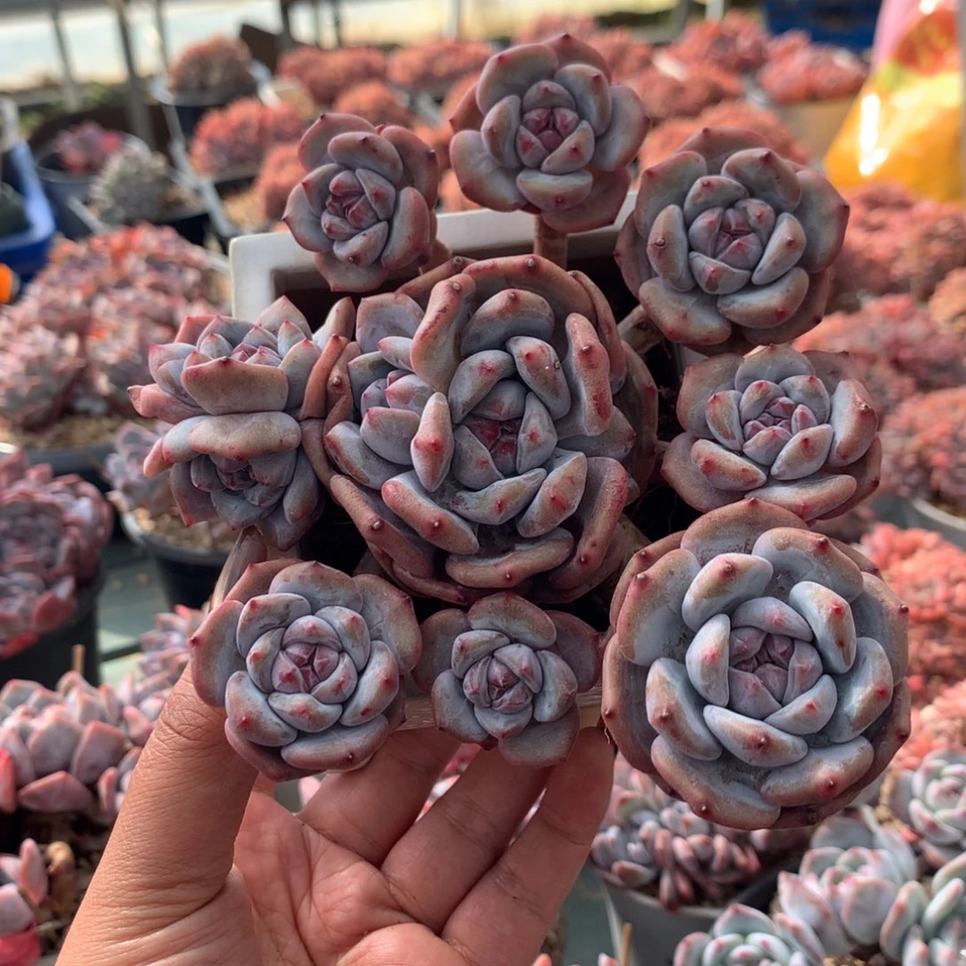 无砍哈哈哈哈哈哈7