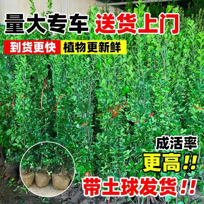 瓜子黄杨苗冬青苗树苗批发工程苗绿化室外耐寒四季常青围栏篱笆苗