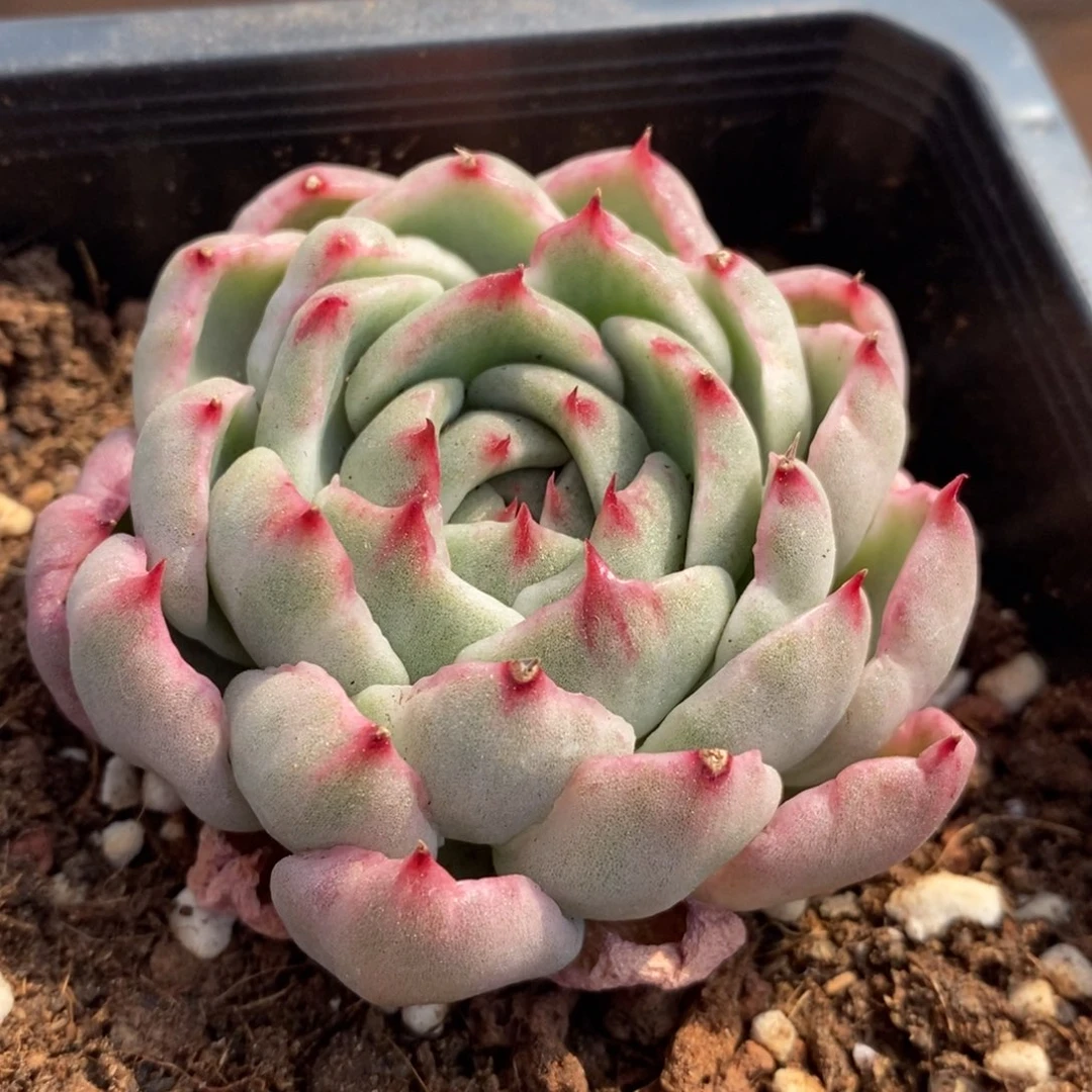 不知名多肉植物1