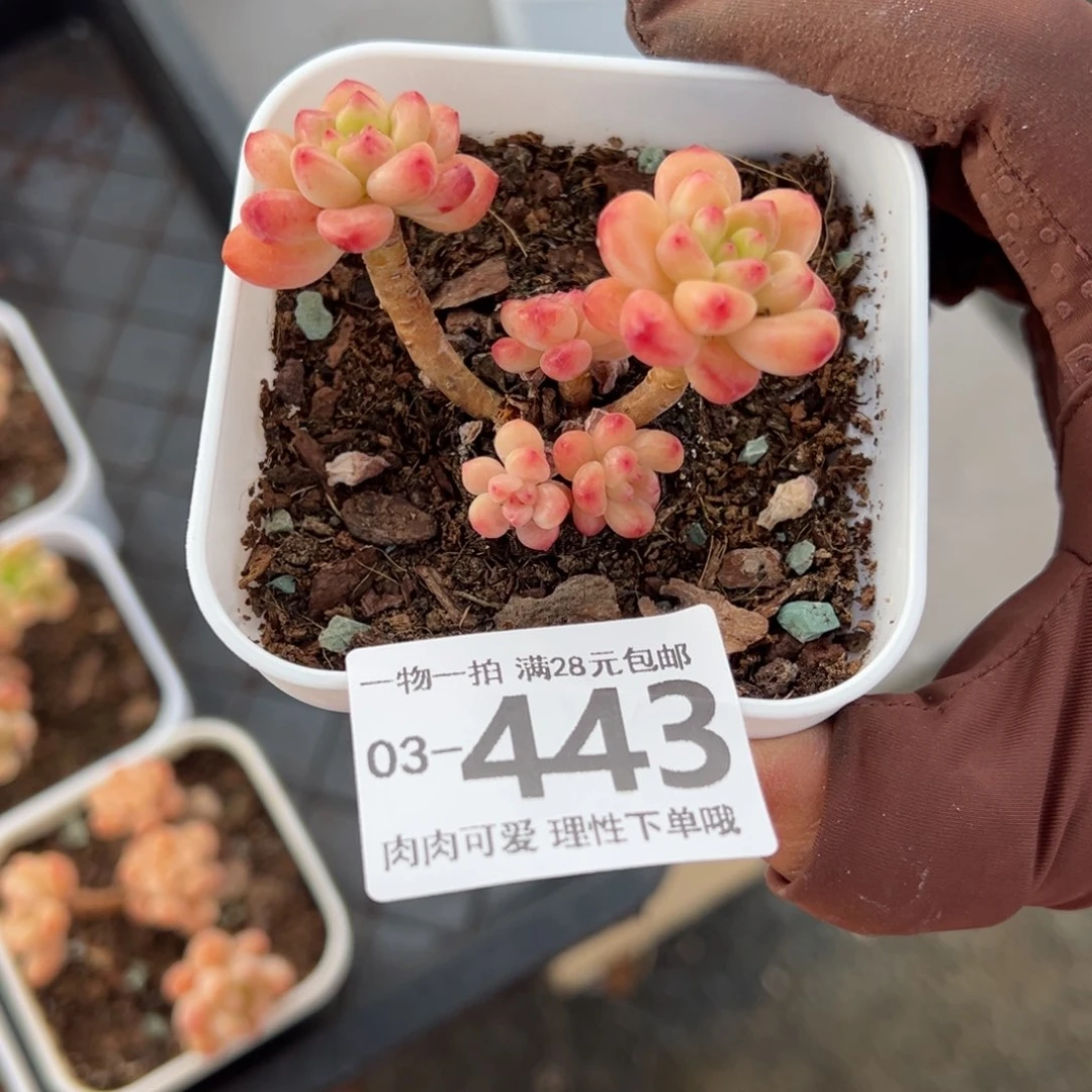 W****香格里拉多肉多肉多肉多肉