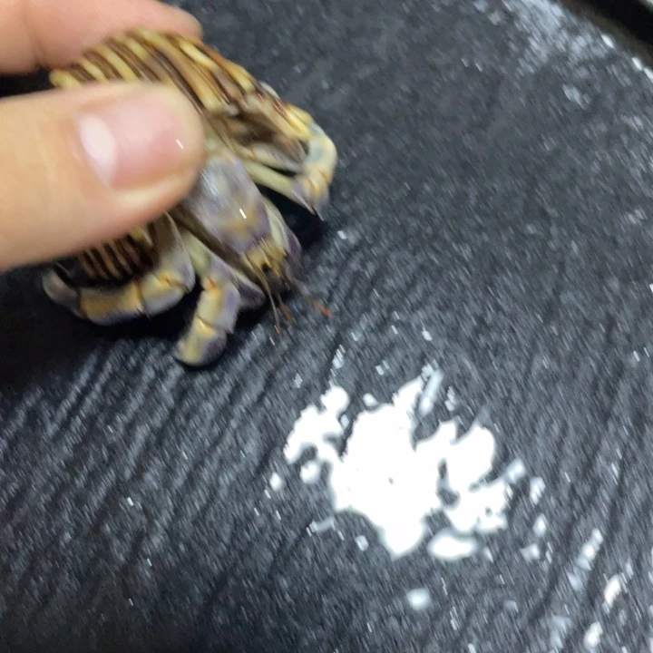 寄居蟹寄居蟹寄居蟹