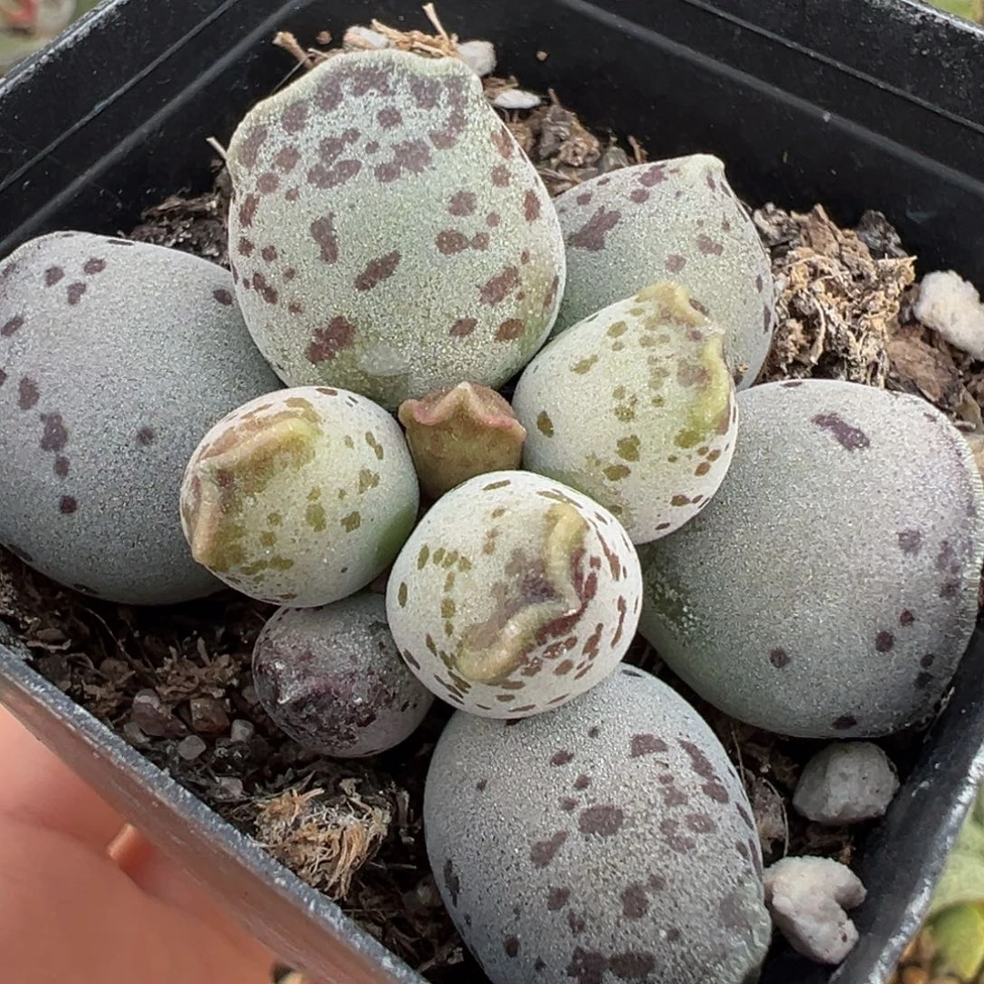 J***.丸叶海豹多肉植物水泡
